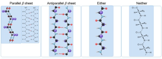 Parallel β sheet Antiparallel B sheet Either Neither R4 R2 -H