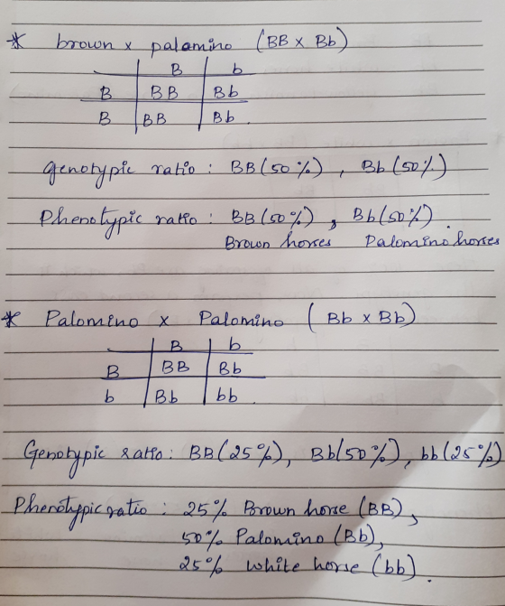 LOV brown x palamino (BB x Bb) 1 B 1 b BBB Bb B IBB /Bb. genotypie ratio : BB (50%), Bb (50%) Phenolypic natte: BB (80), Bb(9