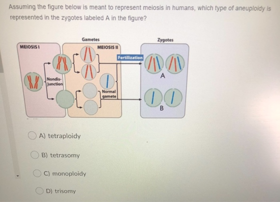 Assuming the figure below is meant to represent meiosis in humans, which type of aneuploidy is represented in the zygotes lab