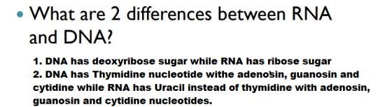 • What are 2 differences between RNA and DNA? 1. DNA has deoxyribose sugar while RNA has ribose sugar 2. DNA has Thymidine nu