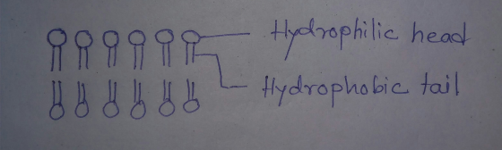 889990 Hyolmophilic head - Hydrophobic tail