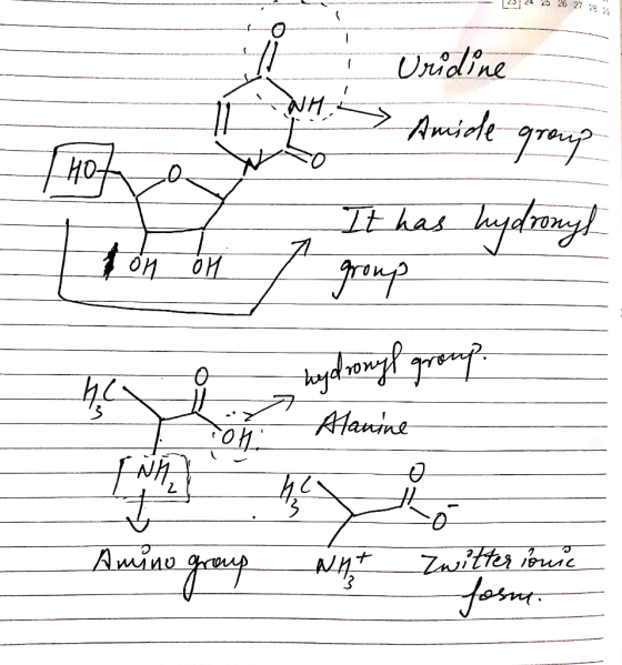 23 24 25 26 27 28 I Ÿ n i Uredine Amide group Hoyo It has hydrough group h i Sök hydronyl group. Alanine Amino group gitter l
