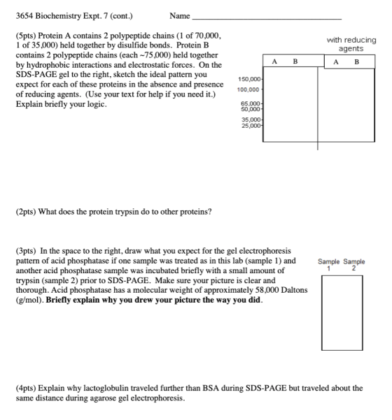 3654 Biochemistry Expt. 7 (cont.) Name with reducing agents A B A B (5pts) Protein A contains 2 polypeptide chains (1 of 70,0