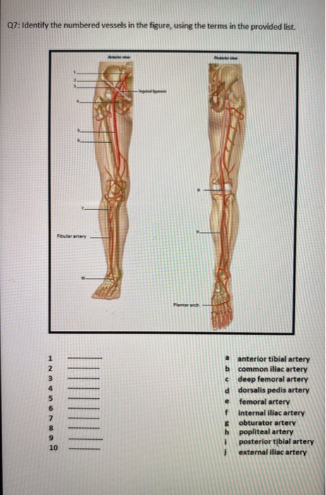 Q7: Identify the numbered vessels in the figure, using the terms in the provided list. UWNM anterior tibial artery common ili