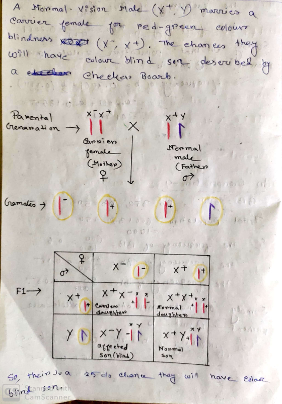 A Hormal Vision Male (x + y marries a Carrier female for red-green colours lindners oot (x,x+). The chances they will have co
