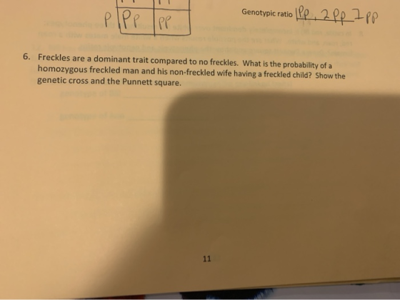 Genotypic ratio (pp. 2 pp 7 pp Pipe 6. Freckles are a dominant trait compared to no freckles. What is the probability of a ho