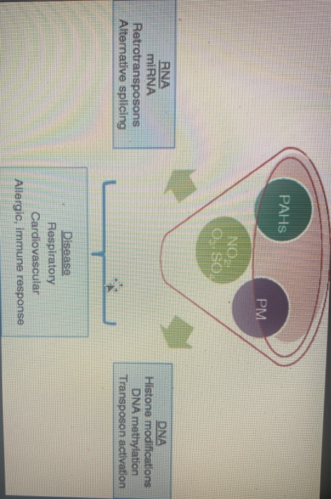 PAHS PM NO DNA RNA miRNA Retrotransposons Alternative splicing Histone modifications DNA methylation Transposon activation Di