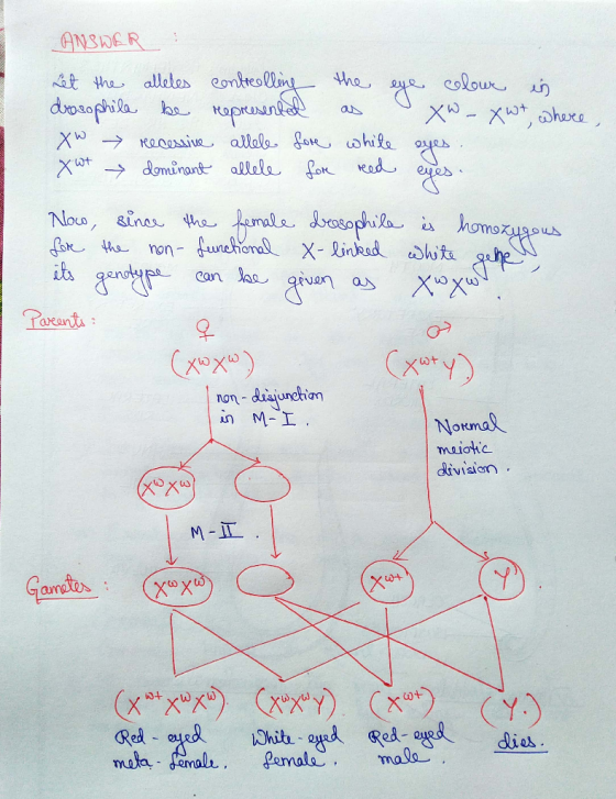 ANSWER Let the alleles contreelling the eye colour in drosophile be represented as Xw-xwt where Xw recessive allele fore whit