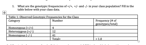 1. What are the genotypic frequencies of +/4, +/-and-/-in your class population? Fill in the table below with your class data