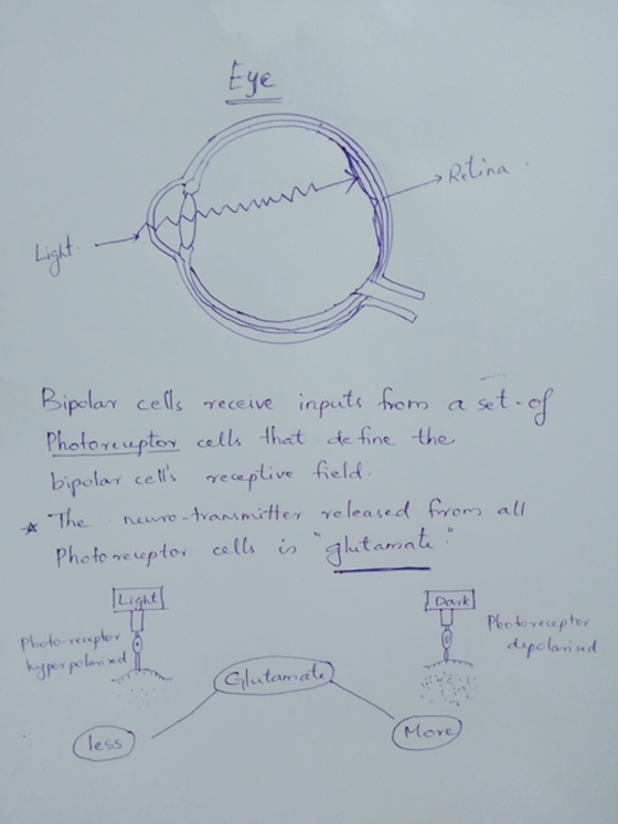 » Retina Bipolar cells receive inputs from a set of Photoreceptor cells that define the bipolar cells receptive field. A The