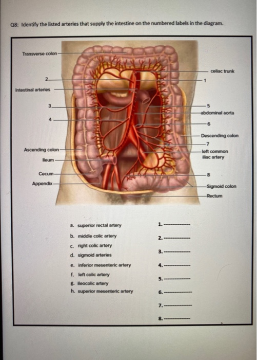 Q8: Identify the listed arteries that supply the intestine on the numbered labels in the diagram. Transverse colon- collac tr