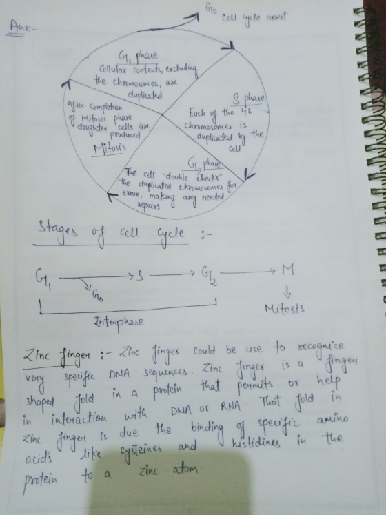 to cell cycle and cycle assest G phase Cellular contents, excluding the choomosomes, are - duplicated S phase After completio