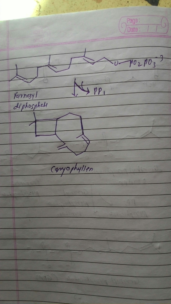 Date YPI rp ferney diphosphelt