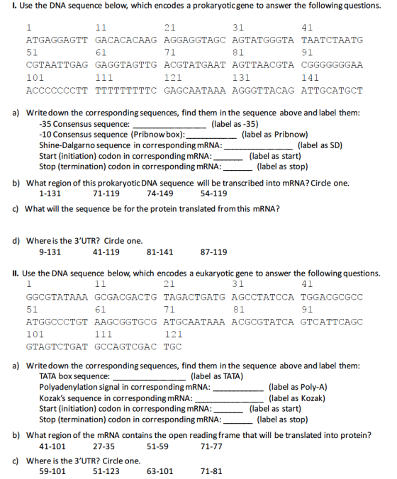 I. Use the DNA sequence below, which encodes a prokaryotic gene to answer the following questions. 11 21 31 41 51 71 81 61 91