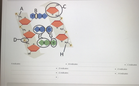 TO Gис A indicates Bindicates . Cindicates Dindicates . E indicates indicates . H indicates