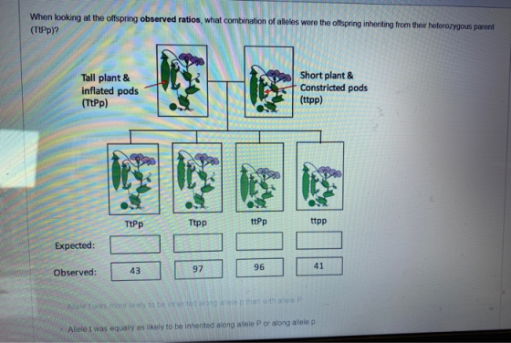 When looking at the offspring observed ratios, what combination of alleles were the offspring inheriting from their heterozyg