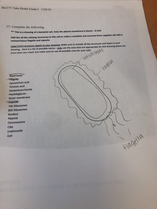 Biol75 Take Home Exam I 1/29/19 27: Complete the following. This is a drawing of a bacterial cell. Only the plasma membrane i