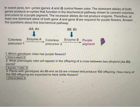 In sweet peas, two genes (genes A and B) control flower color. The dominant alleles of both genes produce enzymes that functi