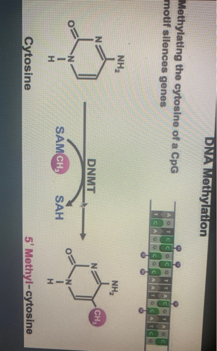 DNA Methylation Methylating the cytosine of a CpG motif silences genes GA NH2 NH2 CH DNMT oso SAM CH, SAH Cytosine 5 Methyl-