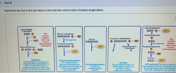 - Part A Rank from the first to the last steps to describe the correct order of events of glycolysis. Glyceraldehyde 3 phosph