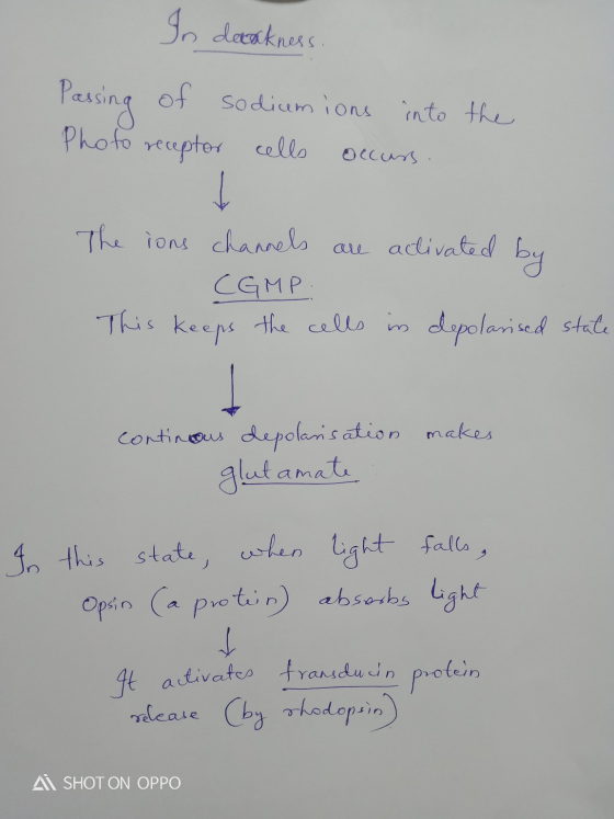 In datackness. no Passing of sodiumions into the Photo receptor cells occurs. 10 € COM The ions channels are activated by I C