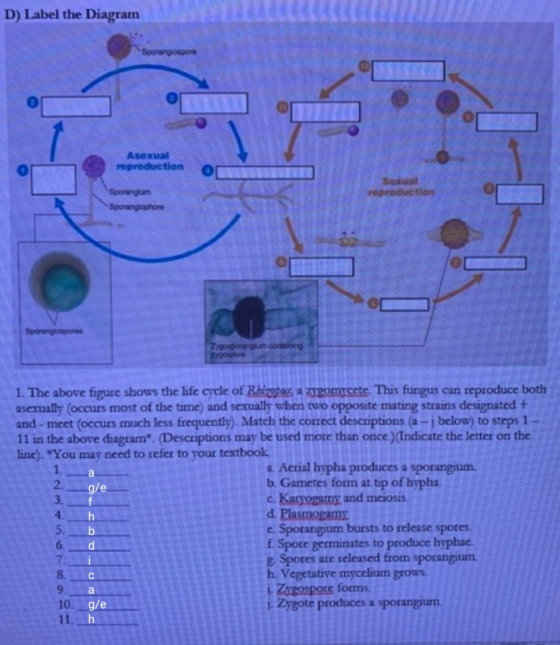 D) Label the Diagram Asexual reproduction Sporargum Sporangiophore reproduction SOO Zyposporang containing 1. The above figur