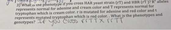 TVU U 3) What is the phenotype if you cross HAR yeast strain (rT) and HBR (IT)? R alleles represents normal for adenine and