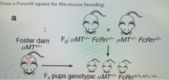 Draw a Punnett square for this mouse breeding. I Foster dam Fo: uMT-/- FcRn+/- uMT--FcRn+/- UMT+/- - F, pups genotype: uMTY-F