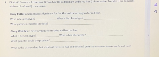 8. Dihybrid Genetics: In humans, Brown hair (R) is dominant while red hair (r) is recessive. Freckles (6) is dominant while n