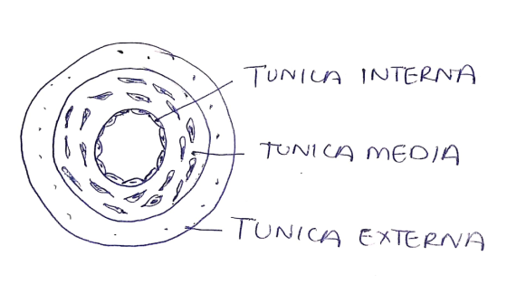 TUNIUA INTERNA TUNI CA MEOIA TUNICA EXTERNA