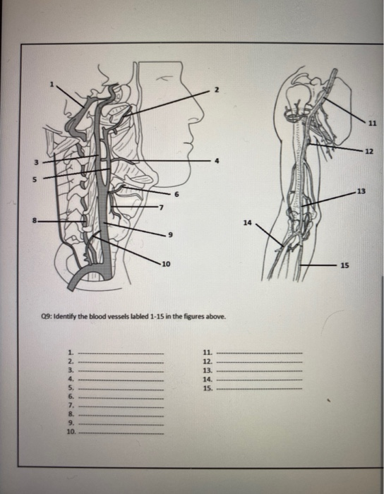09: Identify the blood vessels labled 1-15 in the figures above. wamwona