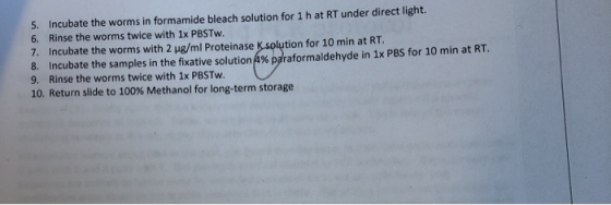 5. Incubate the worms in formamide bleach solution for 1 h at RT under direct light. 6. Rinse the worms twice with 1x PBSTW.