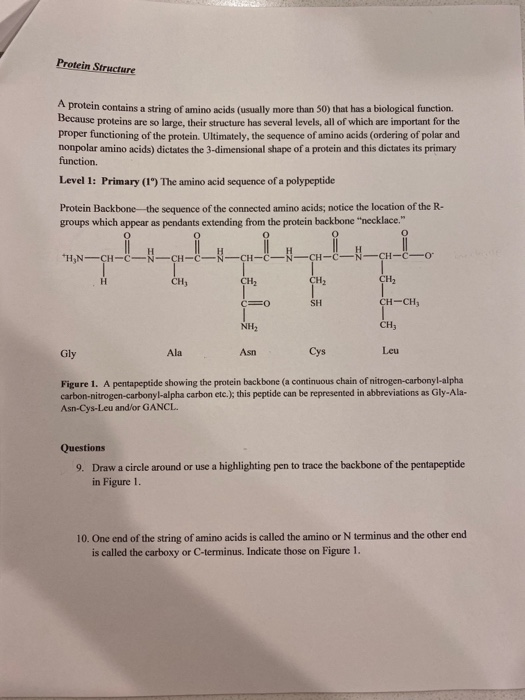 Protein Structure A protein contains a string of amino acids (usually more than 50) that has a biological function. 15ecause