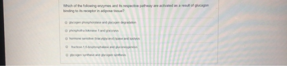 Which of the following enzymes and its respective pathway are activated as a result of glucagon binding to its receptor in ad