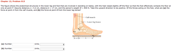 Chapter 12, Problem 013 The figure shows the anatomical structures in the lower leg and foot that are involved in standing on tiptoe, with the heel raised slightly off the floor so that the foot effectively contacts the floor at only at point P. Assume distance a 4.2 cm, distance b- 17 cm, and the persons weight W 830 N. Take the upward direction to be positive. Of the forces acting on the foot, what are (a) the force at point A from the calf muscle, and (b) the force at point B from the lower leg bones? Calf muscle Lower leg bones (a) Number Units (b) Number Units