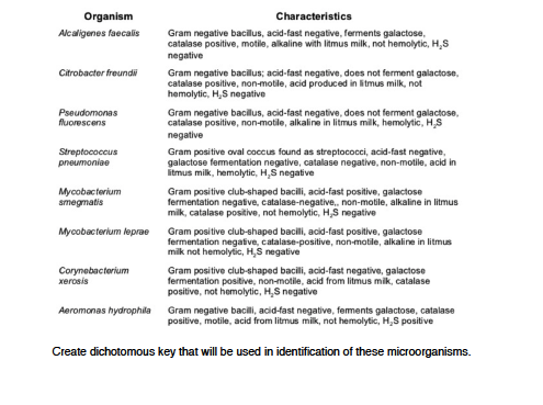 organism Characteristics Gram negative bacilus, acid-fast negative, ferments galactose Alcaligenes faecalis catalase positive, motile, alkaline with litmus milk, not hemolytic, H.S negative Citrobacter freundi Gram negative bacilus; acid-fast negative, does not ferment galactose, catalase positive, non-motile, acid produced in litmus milk, not hemolytic, Has negative Gram negative bacilus, acid-fast negative, does not ferment galactose, fluorescens catalase positive, non-motile, alkaline in litmus milk, hemolytic, HS negative Gram positive oval coccus found as streptococci, acid-fast galactose fermentation negative, catalase negative, non-motile, acid in litmus milk, hemolytic, Has negative Mycobacterium Gram positive club-shaped bacili, acid-fast positive, galactose smegmatis fermentation negative, catalase-negative, non-motile, alkaline in litmus milk, catalase positive, not hemolytic, His negative Mycobacterium leprae Gram positive club-shaped bacili, acid-fast positive, galactose fermentation negative, catalase-positive, non-motile, alkaline in litmus milk not hemolytic. Has negative Corymebacterium Gram positive club-shaped bacili, acid-fast negative, galactose fermentation positive, non-motile, acid from litmus mik, catalase positive, not hemolytic, H S negative Aeromonas hydrophila Gram negative bacili, acid-fast negative, fements galactose, catalase positive, motile, acid from litmus mik, not hemolytic, H,S positive Create dichotomous key that will be used in identification of these microorganisms.