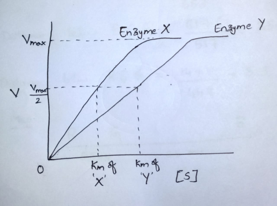 Enzyme X Enzyme Y Vmax V Vmost 2 Km of km of Y [s]