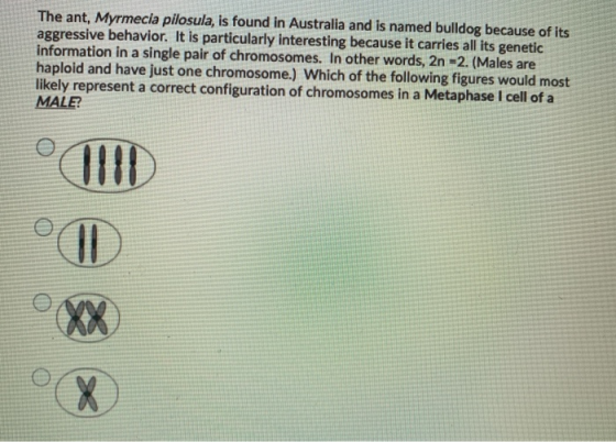 The ant, Myrmecia pilosula, is found in Australia and is named bulldog because of its aggressive behavior. It is particularly