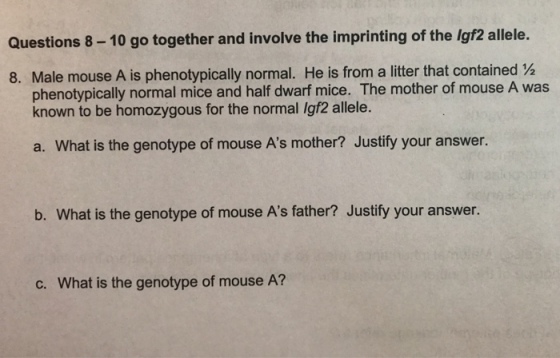 Questions 8- 10 go together and involve the imprinting of the Igf2 allele. 8. Male mouse A is phenotypically normal. He is from a litter that contained ½ phenotypically normal mice and half dwarf mice. The mother of mouse A was known to be homozygous for the normal Igf2 allele. a. What is the genotype of mouse As mother? Justify your answer. b. What is the genotype of mouse As father? Justify your answer. c. What is the genotype of mouse A?