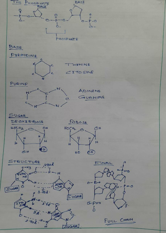 HOSPHATE BASE BASE OF 4-0 o=a-o PHOSPHATE PHOSPHATE BASE PYRIMIDINE I HYHINE CYTOSINE PURING ADINING GUANINE SUGAR DE OXIRIBO