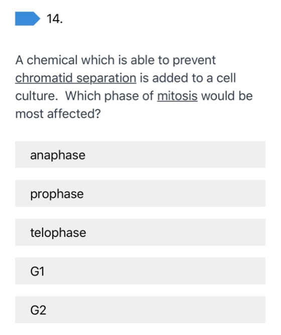 14. A chemical which is able to prevent chromatid separation is added to a cell culture. Which phase of mitosis would be most