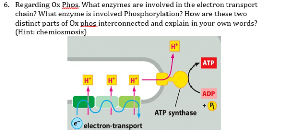6. Regarding Ox Phos. What enzymes are involved in the electron transport chain? What enzyme is involved Phosphorylation? How
