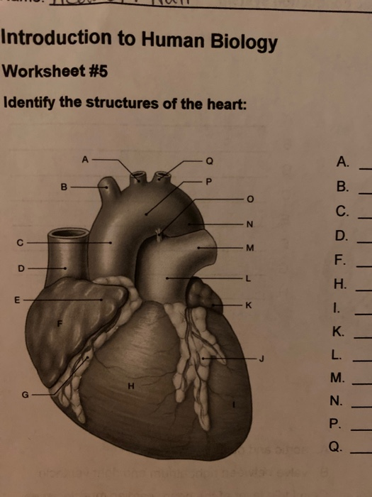 . Introduction to Human Biology Worksheet #5 Identify the structures of the heart: U . I - Y . ¿ e o