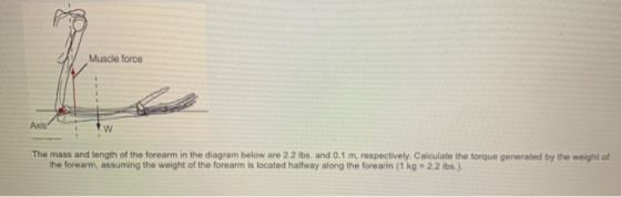 Muscle force Axis w The mass and length of the forearm in the diagram below are 2.2 lbs. and 0.1 m, respectively. Calculate t