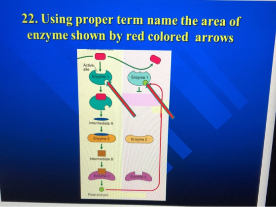 22. Using proper term name the area of enzyme shown by red colored arrows Active Enzyme 1 Enzyme 1 Intermediate A Enzyme 2 En
