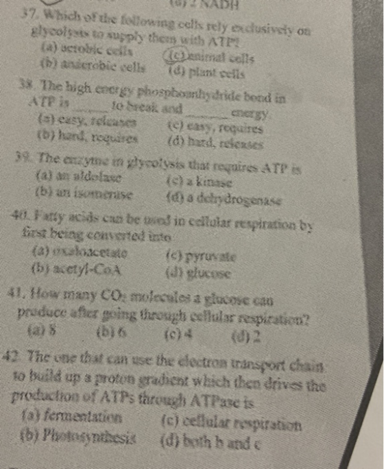 37. Which of the following cells rely edusively on escolto supply them with ATP (4) setoric cells animal cells handoble cells