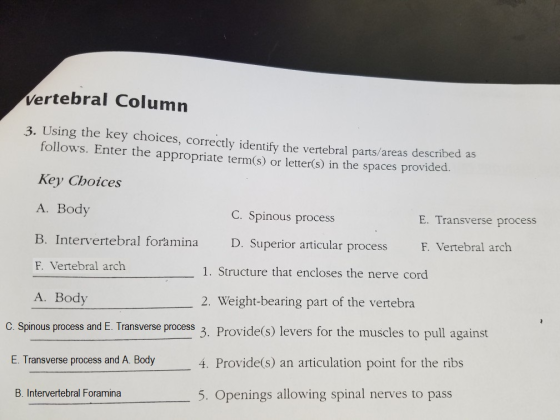 Vertebral Column 3. Using the key choices, correctly identify the vertebral parts/areas described as follows. Enter the appropriate term(s) or letter(s) in the spaces provided. Key Choices A. Body B. Intervertebral foramina F. Vertebral arch A. Body C. Spinous process E. Transverse process D. Superior articular process F. Vertebral arch 1. Structure that encloses the nerve cord 2. Weight-bearing part of the vertebra procoss and E. Transverseprocess 3. Provides) levers for the muscles to pull against C. Spinous process and E. Transverse process E. Transverse process and A. Body 4. Provide(s) an articulation point for the ribs B. Intervertebral Foramina 5. Openings allowing spinal nerves to pass