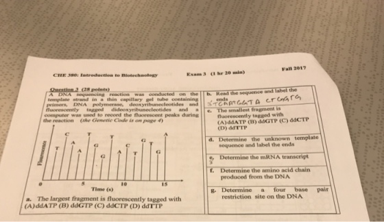Fall 2017 CHE 380: Introduction to Biotechnology Exam3 (I hr 20 min) Question 3 (28 polnts) and label the reaction was conducted on the b. Read the sequence A DNA sequencing was template strand in a thin capillary gel tube containing primers, DNA polymerase, deox yribuneeleotides and|メイenmcaT luorescently tagged dideoxyribunecleotides and a e. The smallest fragment is computer was used to record the fluorescent peaks during fluorescently tagged with (A)ddATP (B) ddGTP (C) ddCTP (D) ddTTP was used to reoribunecleotidesnanTCAATGaTa Crara the reaction (the Genetic Code is on page 4 d. Determine the unknown template sequence and label the ends Determine the mRNA transcript Determine the amino acid chain f. produced from the DNA 10 15 Time (s) E. Determinea four base pair restriction site on the DNA a. The largest fragment is fluorescently tagged with (A)ddATP (B) ddGTP (C) ddCTP (D) ddTTP