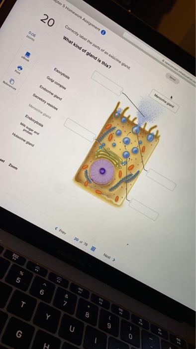 pter 5 Homework Assignment Correctly label the parts of an exocrine gland What kind of gland is this? Exocytosis Gol comples
