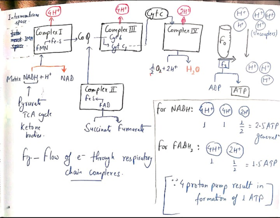 Intermembrane space Complex II Pater Complex I Pant IMM fe-s- spate IFMN (Un couplers) I Complex I - Cytb yt > +0+24+ HO 11 H